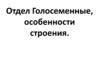 Отдел Голосеменные, особенности строения