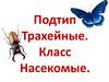Подтип Трахейные. Класс Насекомые