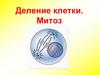 Деление клетки. Митоз