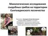 Микологические исследования съедобных грибов на территории Сыктывдинского лесничества