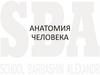 Анатомия человека