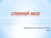 Спинной мозг
