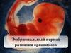 Эмбриональный период развития организмов
