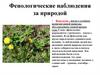 Фенологические наблюдения за природой