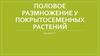 Половое размножение у покрытосеменных растений