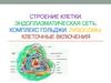Строение клетки. Эндоплазматическая сеть. Комплекс гольджи. Лизосомы. Клеточные включения