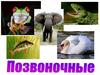 Позвоночные. Семейный портрет