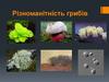 Різноманітність грибів