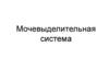 Мочевыделительная система