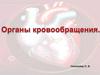 Органы кровообращения