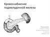 Кровоснабжение поджелудочной железы