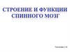 Строение и функции спинного мозга