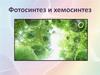 Фотосинтез и хемосинтез
