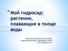 Растения в толще воды аквариума