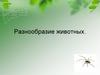 Разнообразие животных