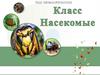 Тип членистоногие, класс насекомые