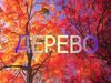 Дерево