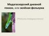 Мадагаскарский дневной геккон, или зелёная фельзума
