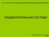 Пищеварительная система