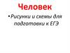 Человек. Рисунки и схемы для подготовки к ЕГЭ