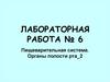 Пищеварительная система. Органы полости рта-2