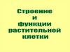 Строение и функции растительной клетки
