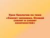 Скелет человека. Осевой скелет и скелет конечностей