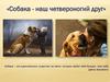 Собака - наш четвероногий друг