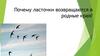 Почему ласточки возвращаются в родные края?