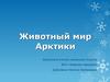 Животный мир Арктики