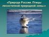 Природа России. Птицы лесостепной природной зоны