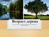 Возраст дерева