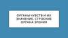 Органы чувств и их значение. Строение органа зрения