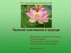 Явление смачивания в природе