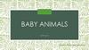Baby animals