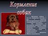 Кормление и содержание собак