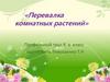Перевалка  комнатных растений