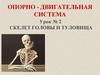 Опорно - двигательная система. Скелет головы и туловища