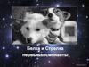 Белка и Стрелка - первые космонавты