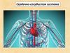 Сердечно-сосудистая система