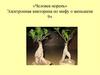 «Человек-корень». Электронная викторина по мифу о женьшене. 9+