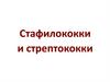 Стафилококки и стрептококки