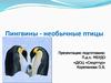 Птицы пингвины