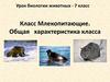 Класс Млекопитающие. Общая характеристика класса