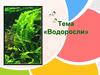 Водоросли