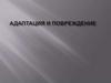 Адаптация и повреждение