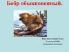 Бобр обыкновенный