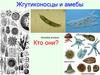 Жгутиконосцы и амебы