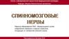 Спинномозговые нервы