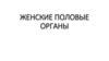 Женские половые органы